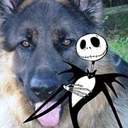Zdjęcie
