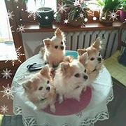 Zdjęcie