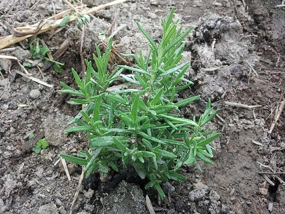 Rozmaryn, zioło aromatyczne do mięsa i sosów