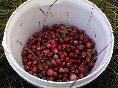 Muffinki jogurtowo-brzoskwiniowe z żurawiną