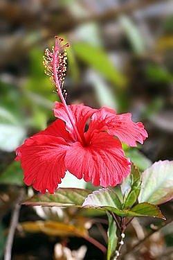 Herbata z hibiskusa