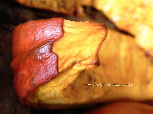 Pieczona dynia