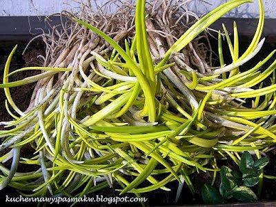 Pesto z czosnku niedźwiedziego