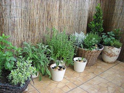 Ziołowy balkon mini ogród na Twoim mieszkaniu
