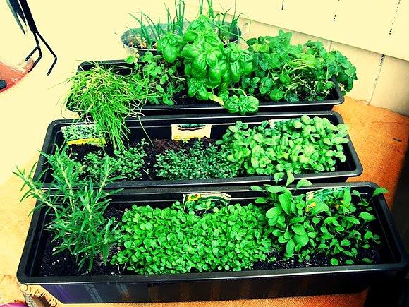 Ze mnie ziółko - uprawa własnych roślin aromatycznych