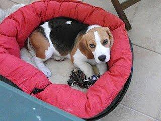 Przygoda z Beagle: Szkolenie i opieka nad szczeniakiem