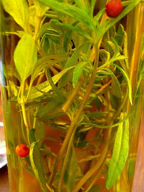 Aromatyczne oliwy smakowe do potraw