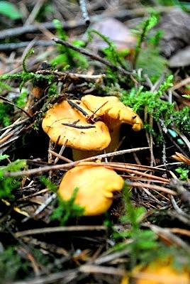 Tagliatelle ze śmietankowymi kurkami
