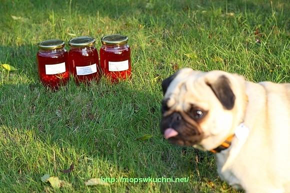 Kompot z czerwonych porzeczek