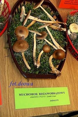 Zupa z muchomorów