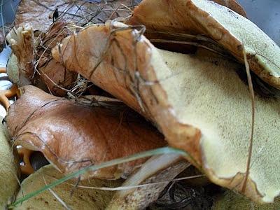 Duszone grzybki z ziemniakami - przepis na jesienną potrawę