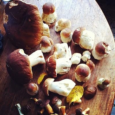 Grzybowy sos do makaronu i polenty