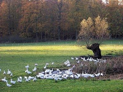 Gęś domowa - przepisy kulinarne na dania z gęsi