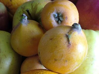 Nieśplik japoński – loquat