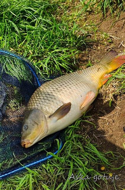Karp