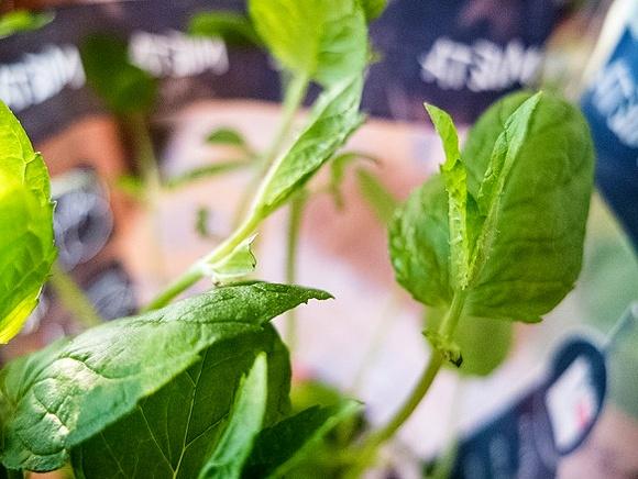 Mojito - przepis na orzeźwiający drink na upał