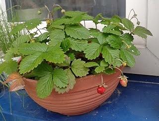Juppi pomidorowo poziomkowe dla dzieci na balkon