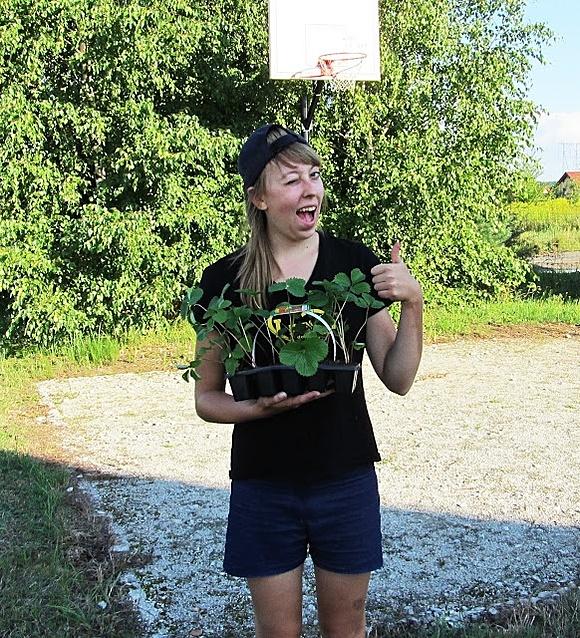 Domowa plantacja truskawek dzień 2