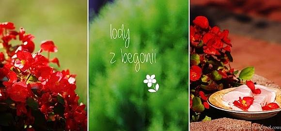 Lody z begonii - jogurtowe o smaku owoców leśnych