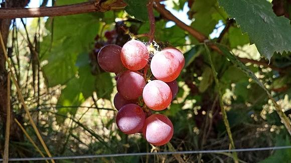 Sezon na winogrona plantacja