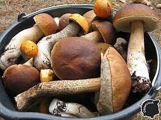 Zupa ze świeżych grzybów na sezon grzybowy