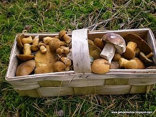 Grzybobranie - jesienne wyprawy do lasu na grzyby