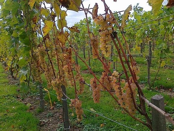 Winobranie w winnicy Artus październik 2013