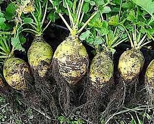 Rutabaga - brukiew, którą warto spróbować