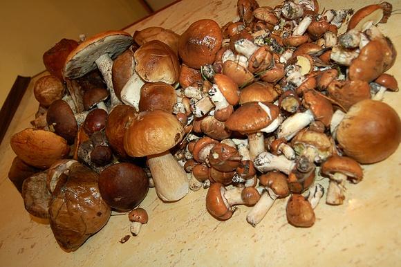 Tagliatelle z kurczakiem i sosem ze świeżych leśnych grzybów