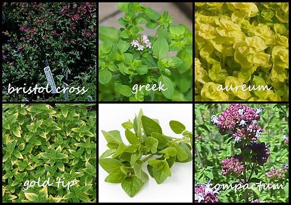 Oregano