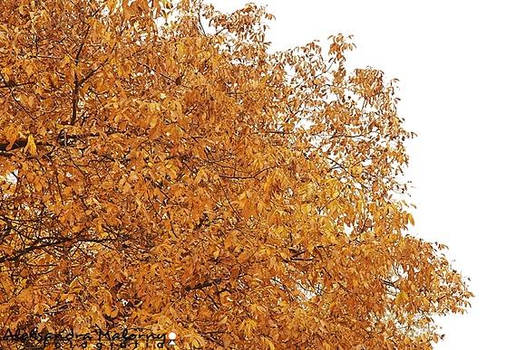 Ryż z jabłkami i bezą – słodki obiad