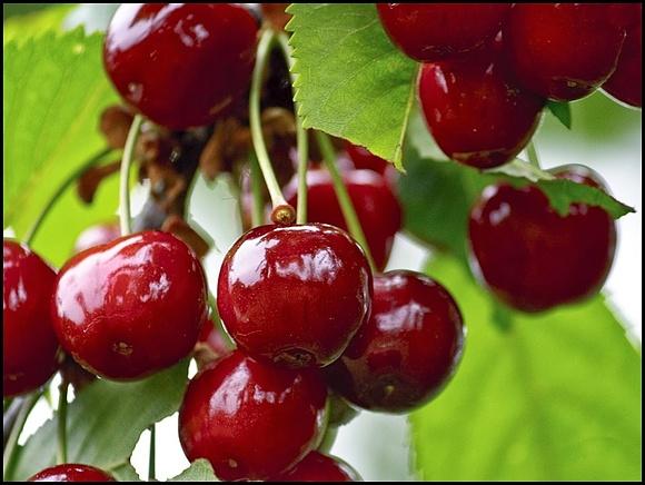 Wiśnie korzystne dla zdrowia: poprawiają zasypianie i obniżają cholesterol