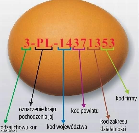 Jakie jajka kupujemy? - oznaczenia i wybór