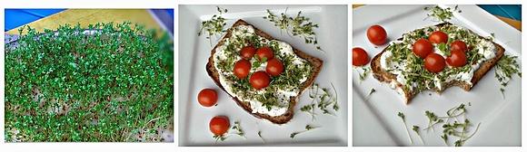 Śniadanie z rzeżuchą - green cress