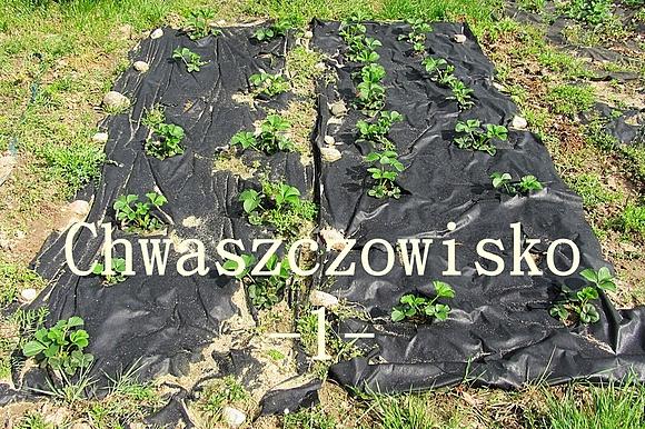 Domowa plantacja truskawek dzień 3