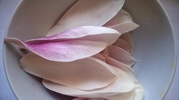 Marynowane kwiaty magnolii