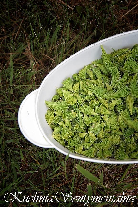 Syrop z pędów sosny