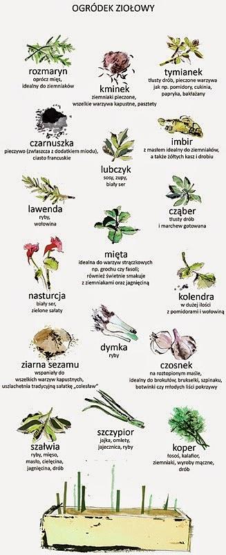 Ogródek ziołowy - jak założyć i pielęgnować własny ziołowy ogródek