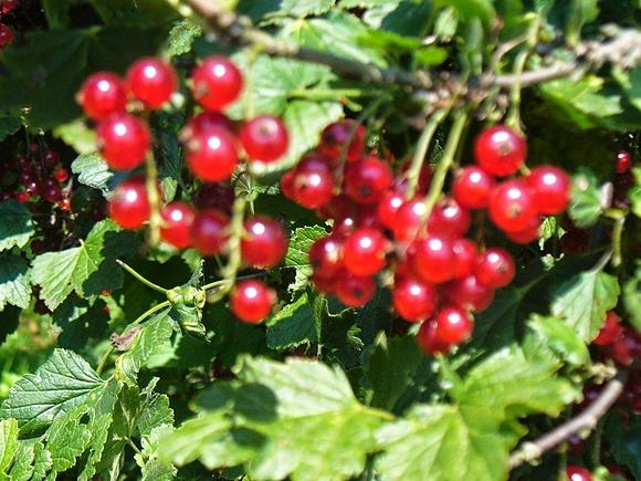 Kompot ze świeżych owoców na upalne dni