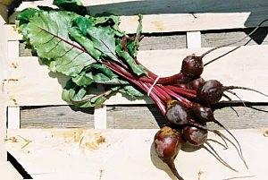 Wiosenna zupa z botwinki