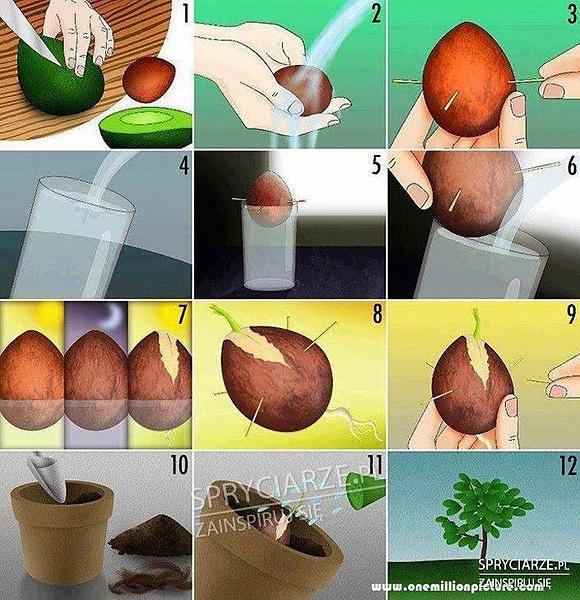 Jak wyhodować awokado z pestki