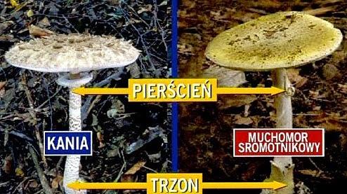 Jak odróżnić kanię od sromotnika
