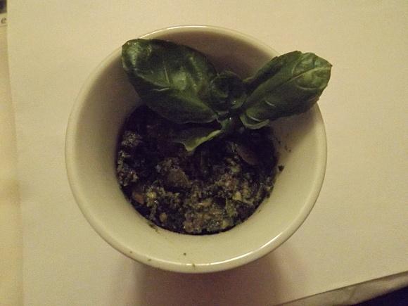 Pesto ze szpinakiem