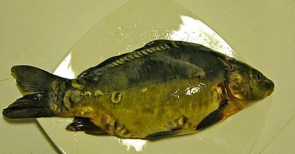 Karp w najprostszej wersji
