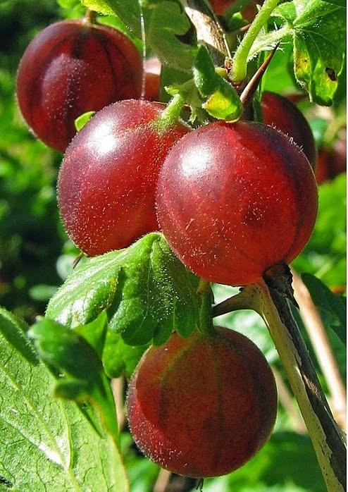 Nalewka agrestowa z miodem
