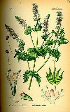 Mięta Mentha piperita - właściwości zastosowania i uprawa