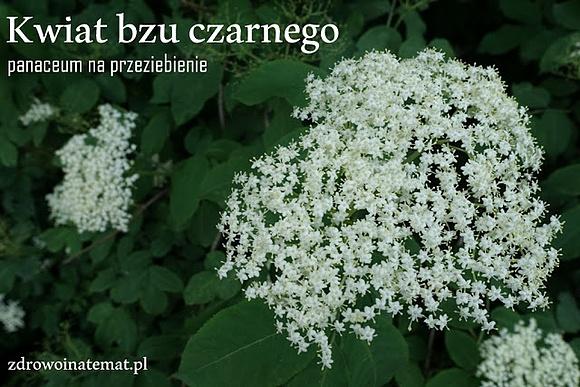 Syrop z kwiatów czarnego bzu na przeziębienie