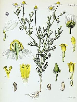 Rumianek (Matricaria chamomilla)