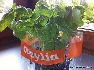Akcja zioła przez cały rok - mrożenie bazylii