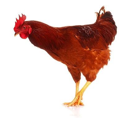 Kurczak - przepis na smaczne danie